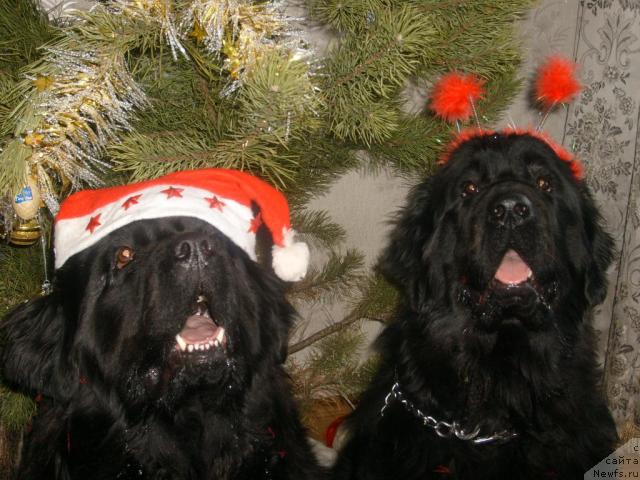 Фото: ньюфаундленд Ottava (Оттава), ньюфаундленд Rokot Volny Varga Kara Ayular (Рокот Волны Варга Кара Аюлар)