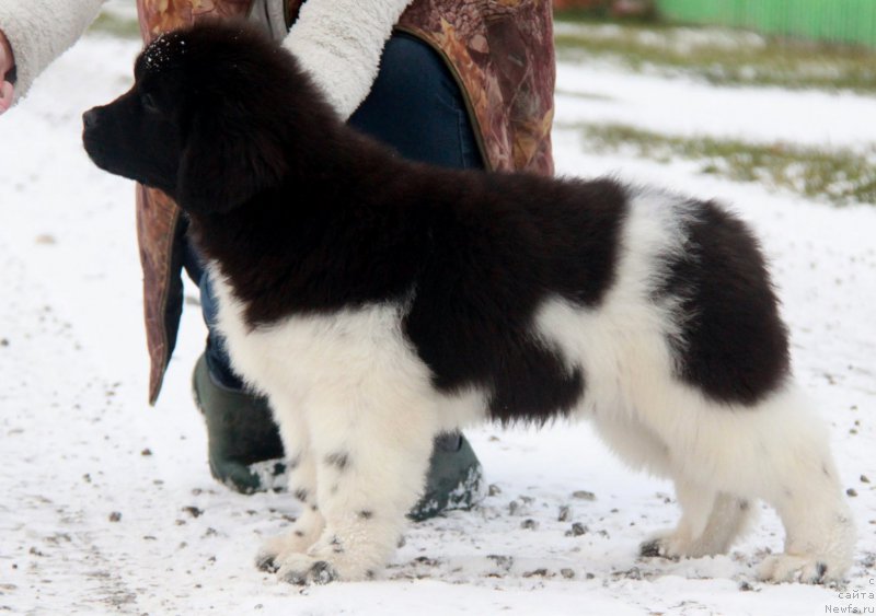 Фото: ньюфаундленд Akvian Song Sanshayn (Аквиан Сонг Саншайн)