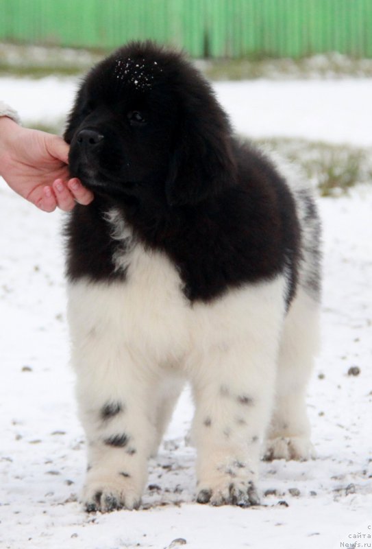 Фото: ньюфаундленд Akvian Song Sanshayn (Аквиан Сонг Саншайн)