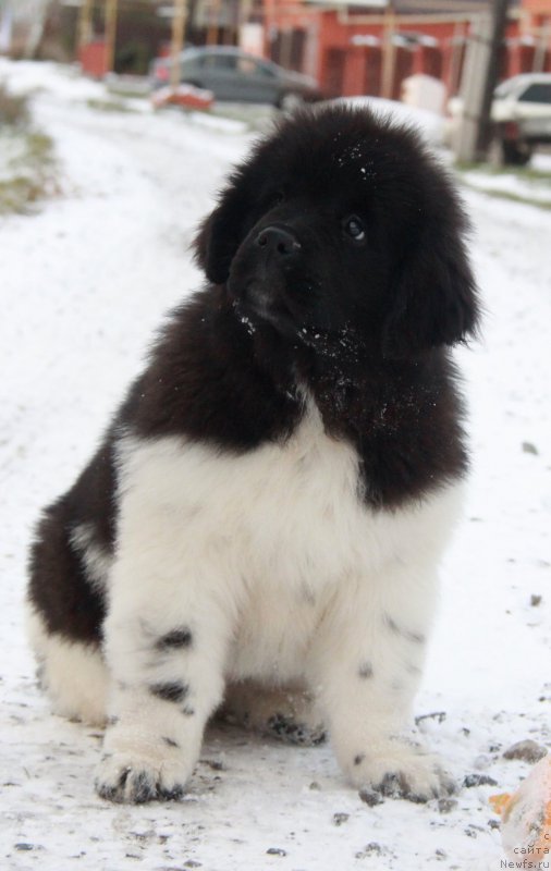 Фото: ньюфаундленд Akvian Song Sanshayn (Аквиан Сонг Саншайн)