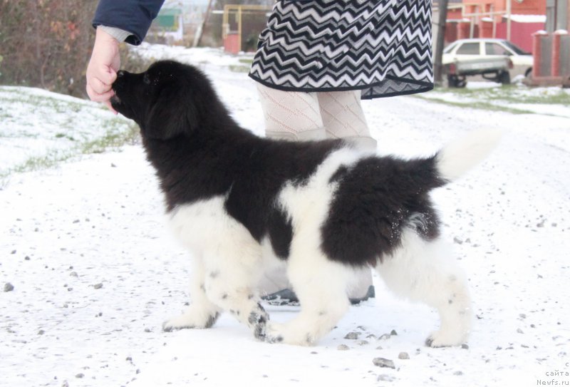 Фото: ньюфаундленд Akvian Song Sanshayn (Аквиан Сонг Саншайн)