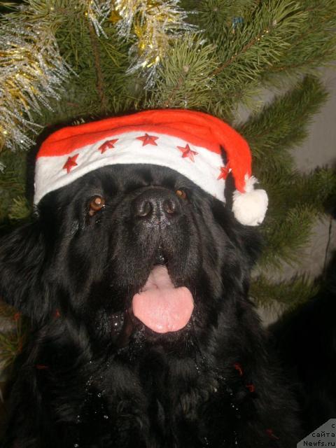 Фото: ньюфаундленд Ottava (Оттава)