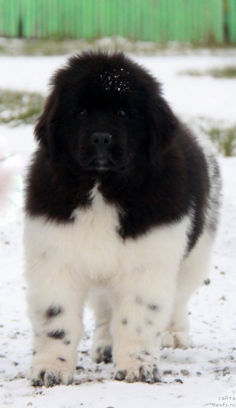 Фото: ньюфаундленд Akvian Song Sanshayn (Аквиан Сонг Саншайн)