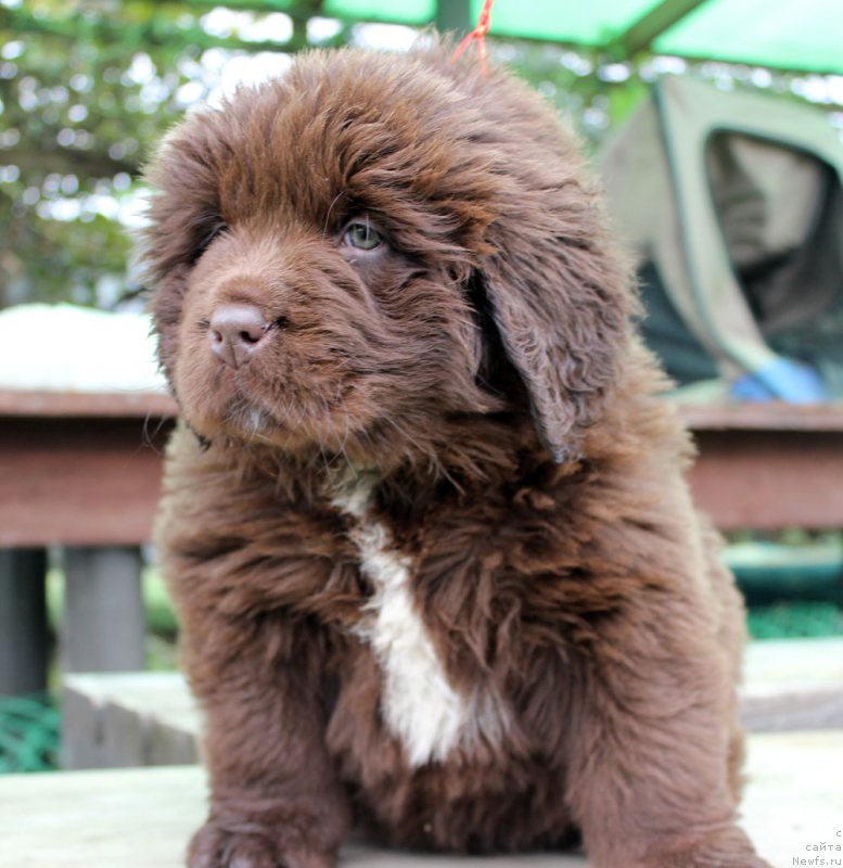 Фото: ньюфаундленд Brownblood MSK Audi Red Less (Браунблад МСК Ауди Рэд Лэсс)