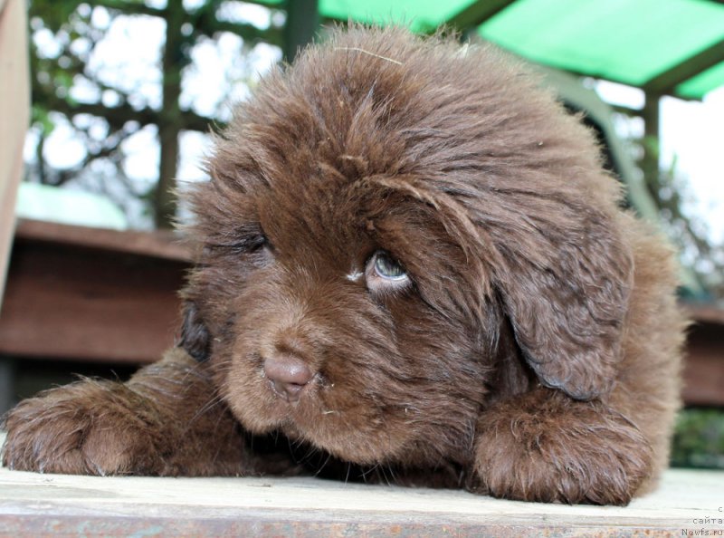 Фото: ньюфаундленд Brownblood MSK Avanti Darling Kid (Браунблад МСК Аванти Дарлинг Кид)