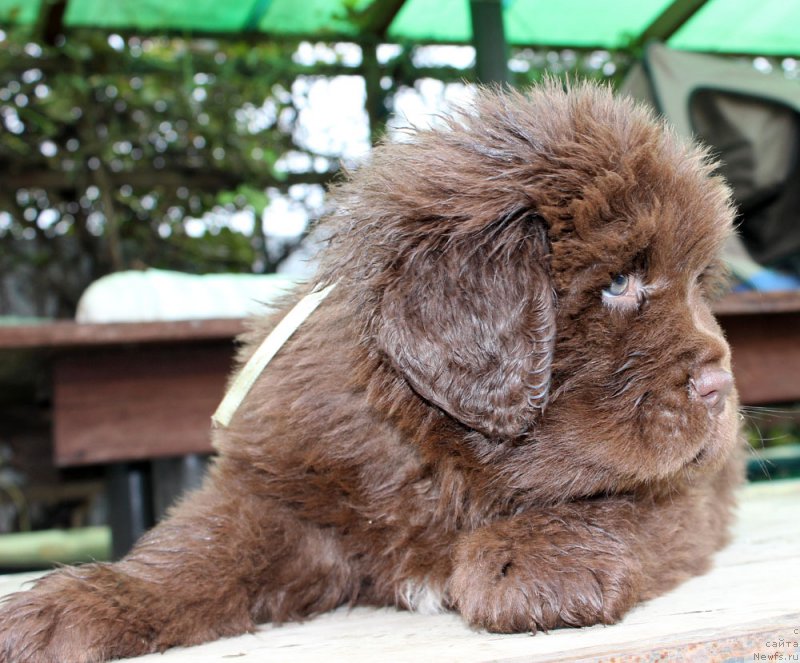 Фото: ньюфаундленд Brownblood MSK Avanti Darling Kid (Браунблад МСК Аванти Дарлинг Кид)