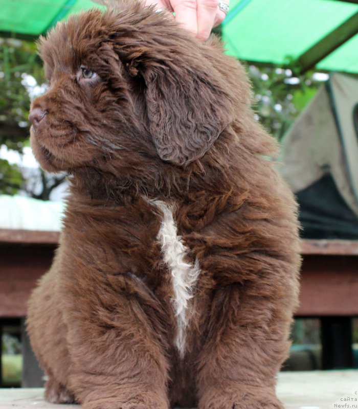 Фото: ньюфаундленд Brownblood MSK Alpina Guardian Soul (Браунблад МСК Альпина Гуардиан Соул)