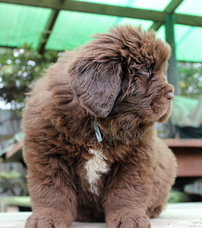 Фото: ньюфаундленд Brownblood MSK Alpina Guardian Soul (Браунблад МСК Альпина Гуардиан Соул)
