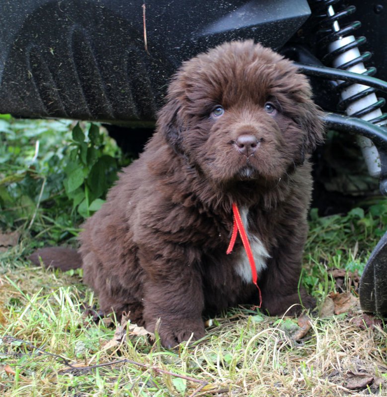 Фото: ньюфаундленд Brownblood MSK Audi Red Less (Браунблад МСК Ауди Рэд Лэсс)