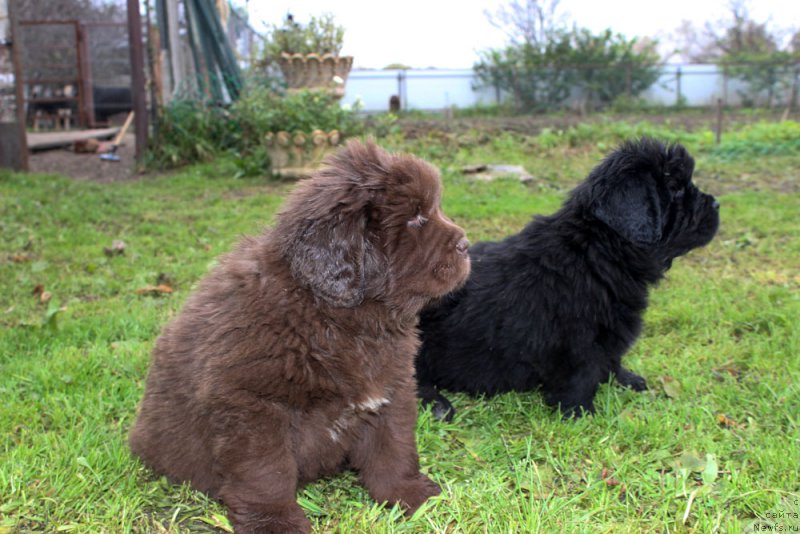 Фото: ньюфаундленд Brownblood MSK Armata Loyar Aid (Браунблад МСК Армата Лойар Аид), ньюфаундленд Brownblood MSK Amadey-Defender (Браунблад МСК Амадей-Дефендер)