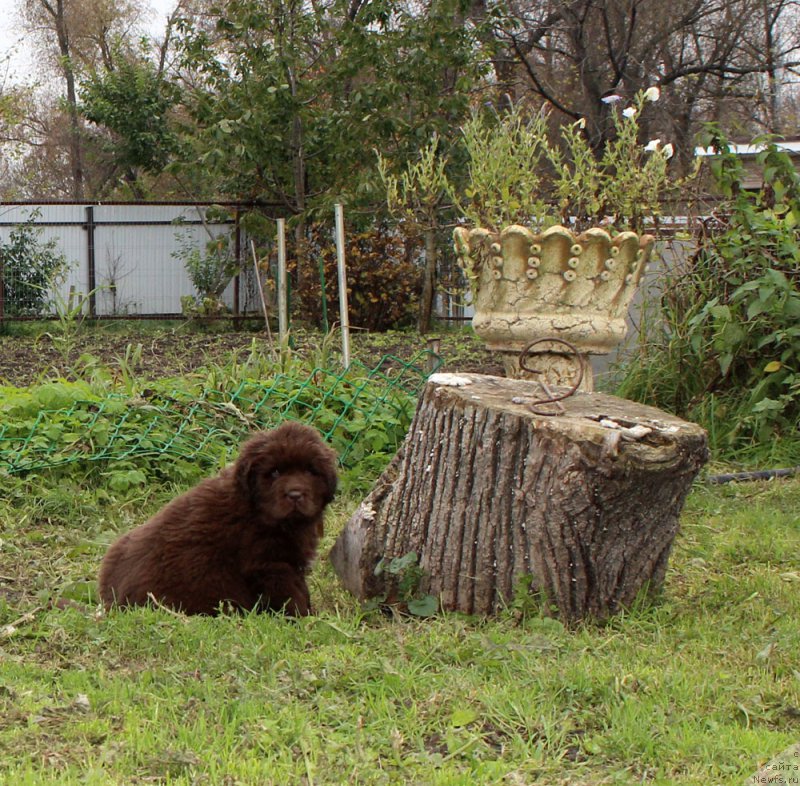 Фото: ньюфаундленд Brownblood MSK Alfa-Romeo Gold Baddy (Браунблад МСК Альфа-Ромео Голд Бадди)