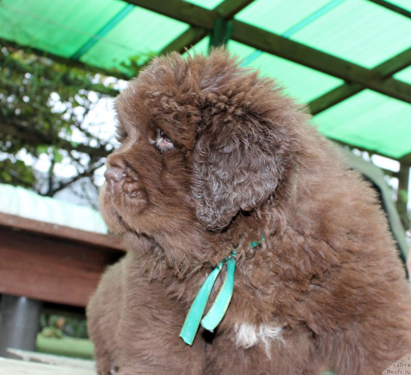 Фото: ньюфаундленд Brownblood MSK Another Love Tender Ebony (Браунблад МСК Аназер Лав Тендер Эбони)