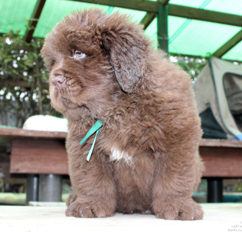 Фото: ньюфаундленд Brownblood MSK Another Love Tender Ebony (Браунблад МСК Аназер Лав Тендер Эбони)