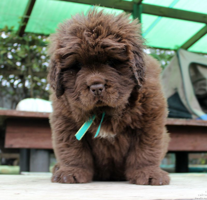 Фото: ньюфаундленд Brownblood MSK Another Love Tender Ebony (Браунблад МСК Аназер Лав Тендер Эбони)