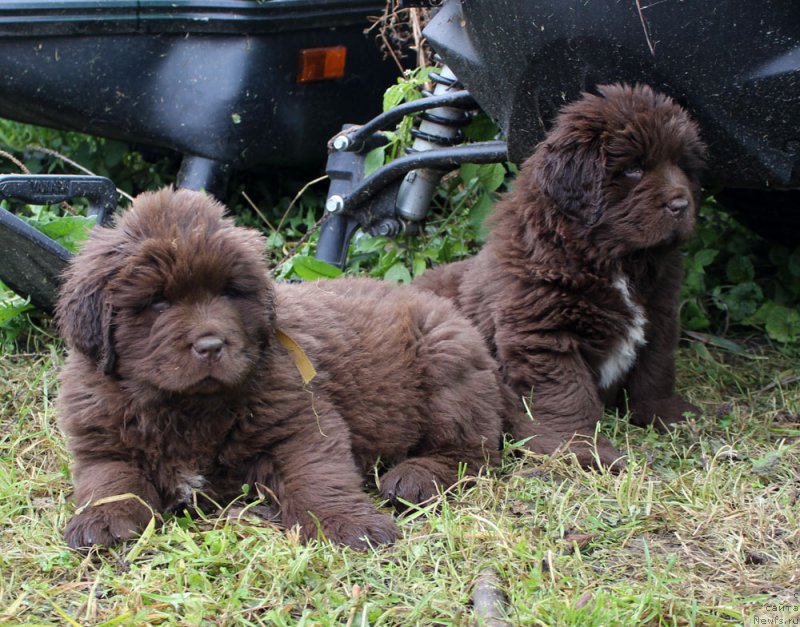 Фото: ньюфаундленд Brownblood MSK Alfa-Romeo Gold Baddy (Браунблад МСК Альфа-Ромео Голд Бадди), ньюфаундленд Brownblood MSK Audi Red Less (Браунблад МСК Ауди Рэд Лэсс)
