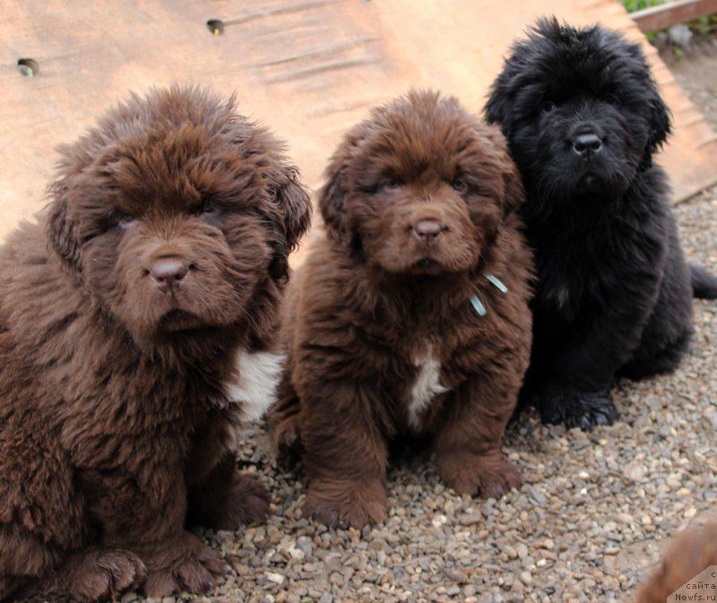 Фото: ньюфаундленд Brownblood MSK Abrams-Strong (Браунблад МСК Абрамс-Стронг), ньюфаундленд Brownblood MSK Alpina Guardian Soul (Браунблад МСК Альпина Гуардиан Соул), ньюфаундленд Brownblood MSK Amadey-Defender (Браунблад МСК Амадей-Дефендер)