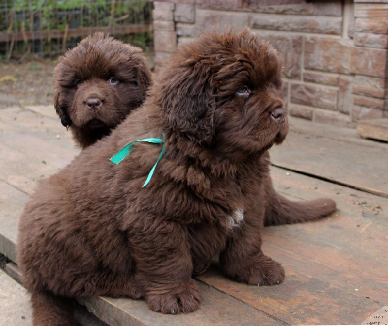 Фото: ньюфаундленд Brownblood MSK Another Love Tender Ebony (Браунблад МСК Аназер Лав Тендер Эбони), ньюфаундленд Brownblood MSK Audi Red Less (Браунблад МСК Ауди Рэд Лэсс)