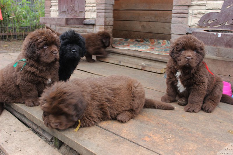 Фото: ньюфаундленд Brownblood MSK Another Love Tender Ebony (Браунблад МСК Аназер Лав Тендер Эбони), ньюфаундленд Brownblood MSK Amadey-Defender (Браунблад МСК Амадей-Дефендер), ньюфаундленд Brownblood MSK Alfa-Romeo Gold Baddy (Браунблад МСК Альфа-Ромео Голд Бадди), ньюфаундленд Brownblood MSK Audi Red Less (Браунблад МСК Ауди Рэд Лэсс)
