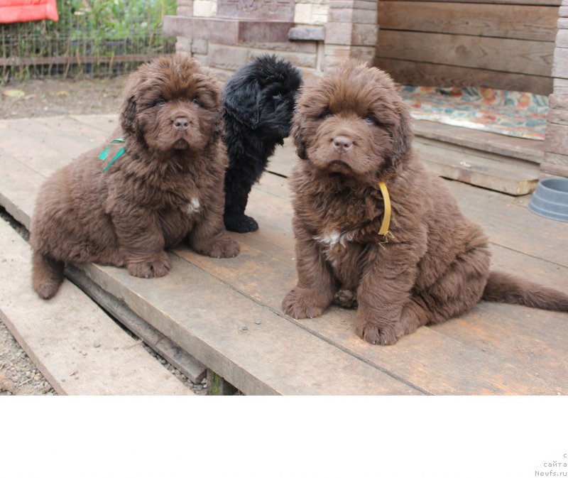 Фото: ньюфаундленд Brownblood MSK Another Love Tender Ebony (Браунблад МСК Аназер Лав Тендер Эбони), ньюфаундленд Brownblood MSK Amadey-Defender (Браунблад МСК Амадей-Дефендер), ньюфаундленд Brownblood MSK Alfa-Romeo Gold Baddy (Браунблад МСК Альфа-Ромео Голд Бадди)