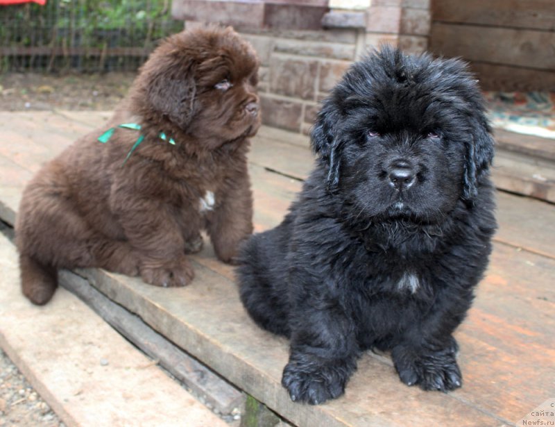 Фото: ньюфаундленд Brownblood MSK Another Love Tender Ebony (Браунблад МСК Аназер Лав Тендер Эбони), ньюфаундленд Brownblood MSK Amadey-Defender (Браунблад МСК Амадей-Дефендер)