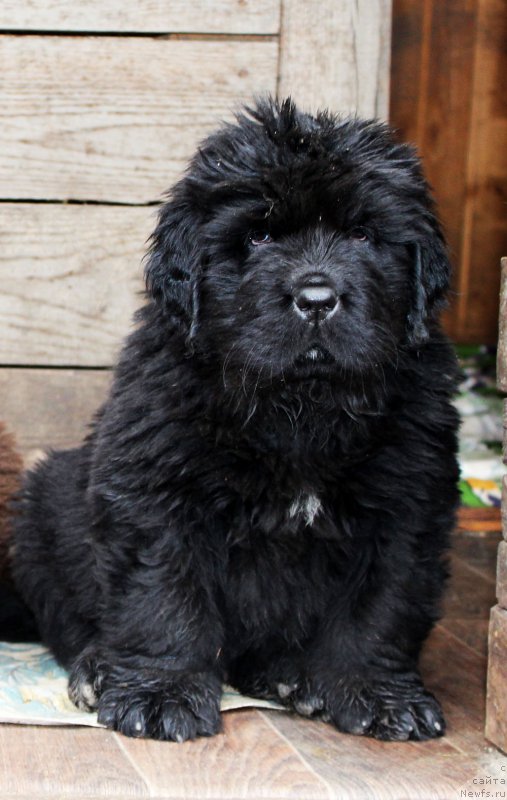 Фото: ньюфаундленд Brownblood MSK Amadey-Defender (Браунблад МСК Амадей-Дефендер)