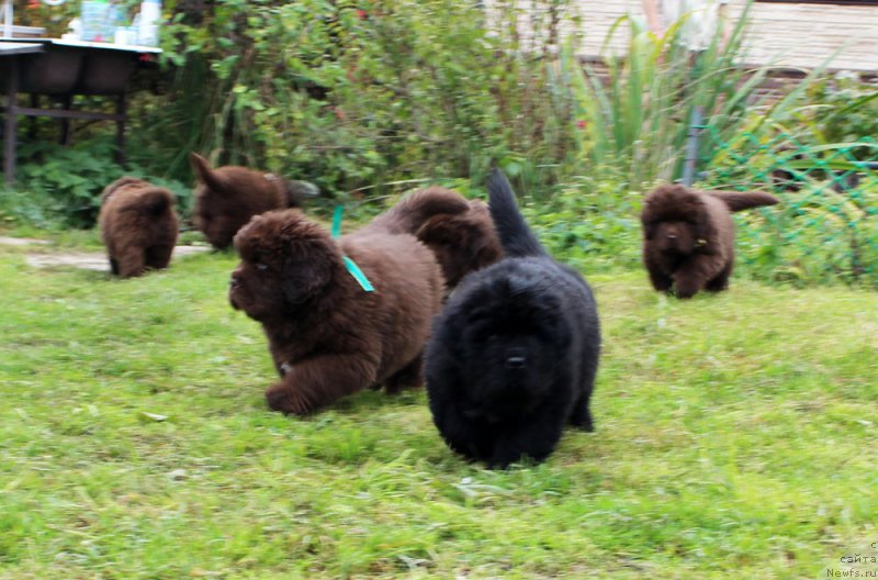 Фото: ньюфаундленд Brownblood MSK Amadey-Defender (Браунблад МСК Амадей-Дефендер), ньюфаундленд Brownblood MSK Another Love Tender Ebony (Браунблад МСК Аназер Лав Тендер Эбони)