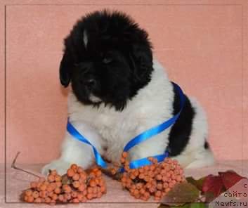 Фото: ньюфаундленд Stepnaya Pal'mira Edinstvennyiy Moy (Степная Пальмира Единственный Мой)