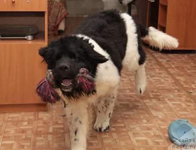 Фото: ньюфаундленд Stepnaya Pal'mira Edinstvennyiy Moy (Степная Пальмира Единственный Мой)