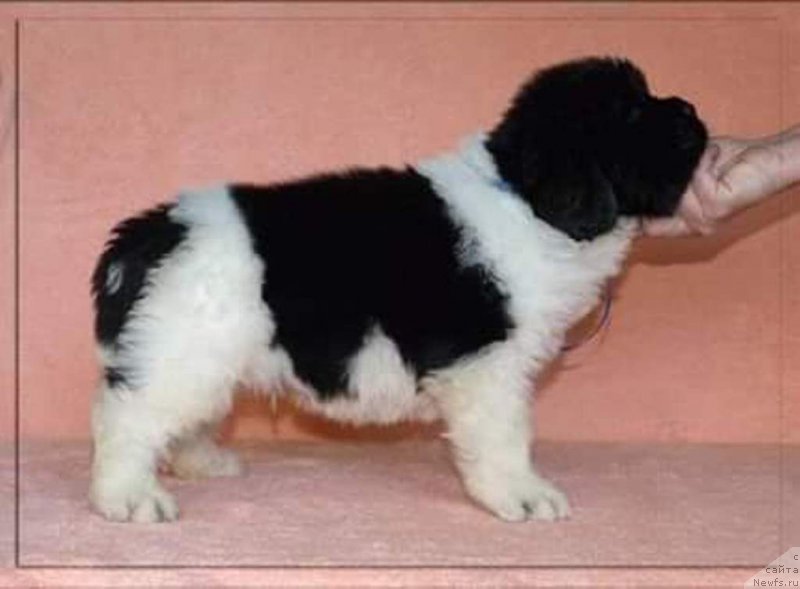 Фото: ньюфаундленд Stepnaya Pal'mira Edinstvennyiy Moy (Степная Пальмира Единственный Мой)