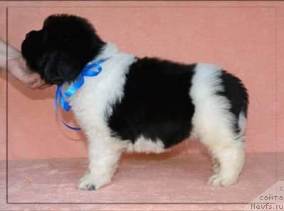 Фото: ньюфаундленд Stepnaya Pal'mira Edinstvennyiy Moy (Степная Пальмира Единственный Мой)