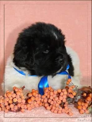 Фото: ньюфаундленд Stepnaya Pal'mira Edinstvennyiy Moy (Степная Пальмира Единственный Мой)