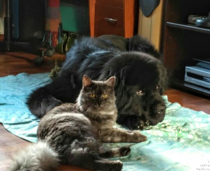 Фото: ньюфаундленд Chernyj Chank s Berega Dona (Черный Чанк с Берега Дона)