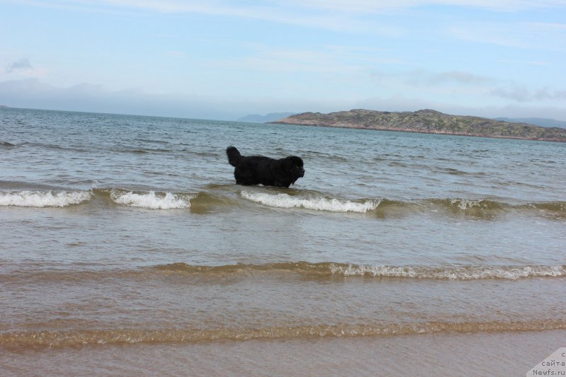 Фото: ньюфаундленд Smigar Tango in the Night (Смигар Танго ин зе Найт)