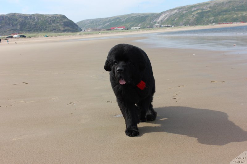 Фото: ньюфаундленд Smigar Tango in the Night (Смигар Танго ин зе Найт)