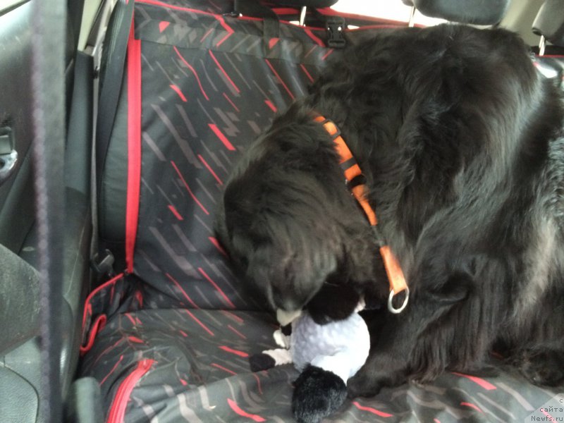 Фото: ньюфаундленд Bonni Flayt (Бонни Флайт)