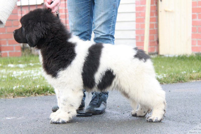 Фото: ньюфаундленд Akvian Song Sil'ver Stoun (Аквиан Сонг Сильвер Стоун)