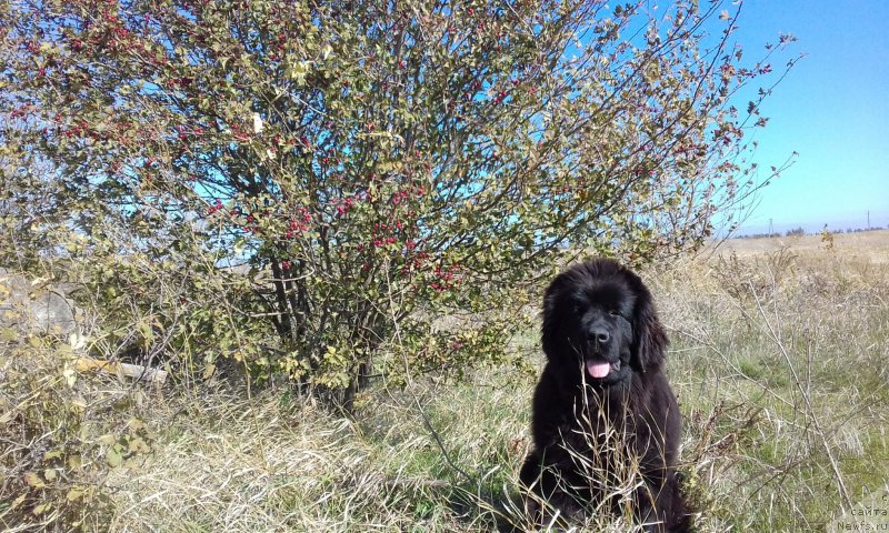 Фотография № 215743