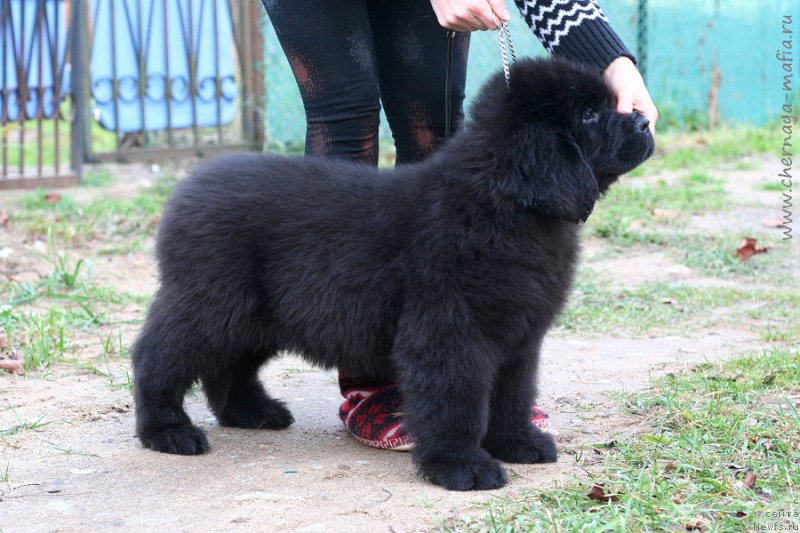 Фотография № 215745