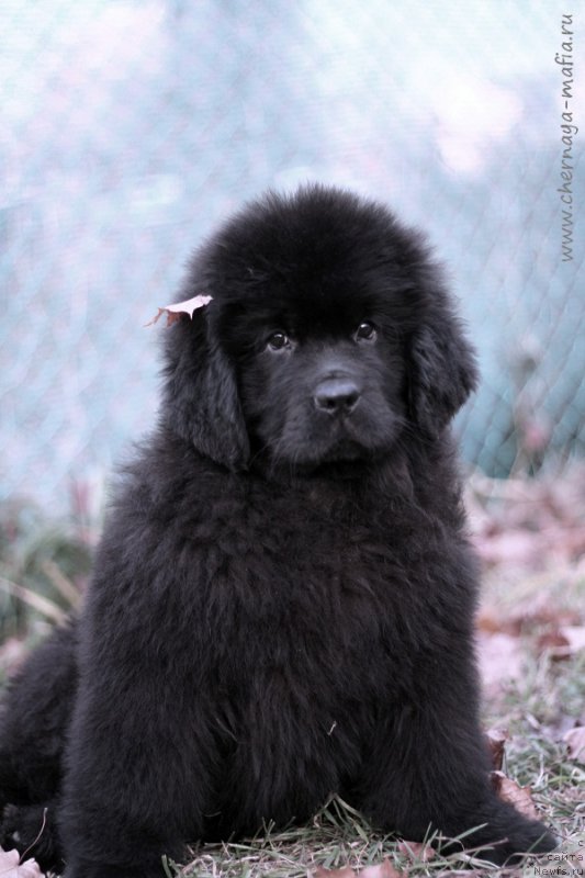 Фотография № 215748