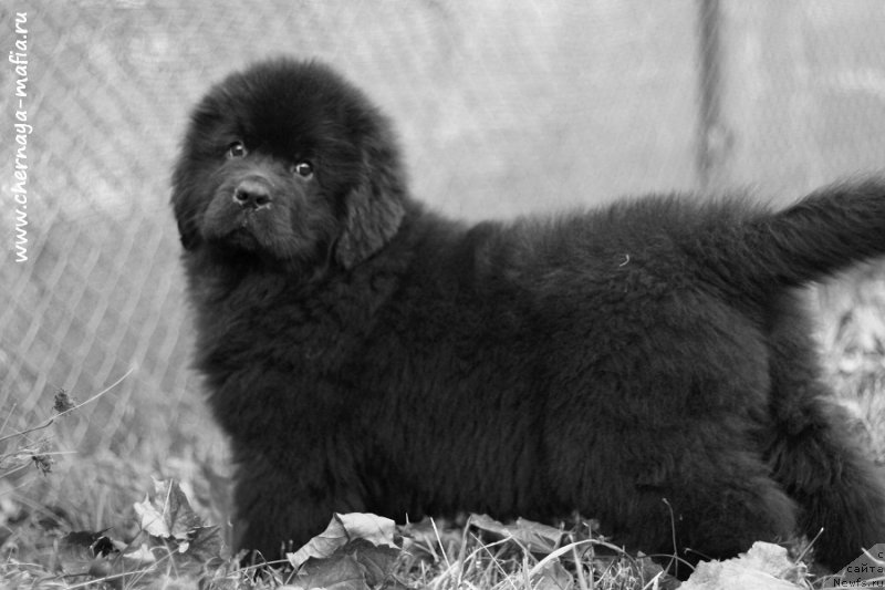 Фотография № 215751