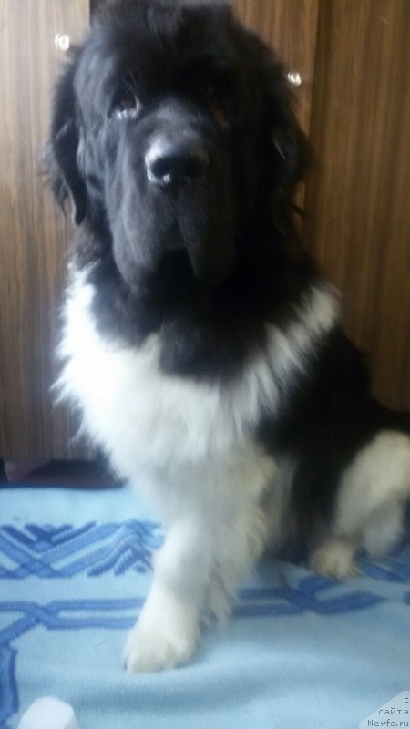 Фото: ньюфаундленд Super Premium Emu Net Ravnyih (Супер Премиум Ему Нет Равных)