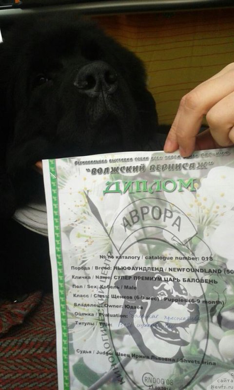 Фотография № 215756