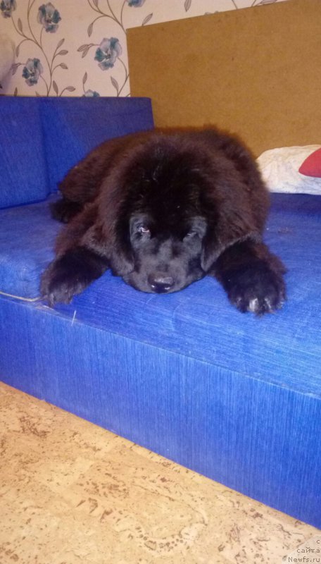 Фотография № 215760