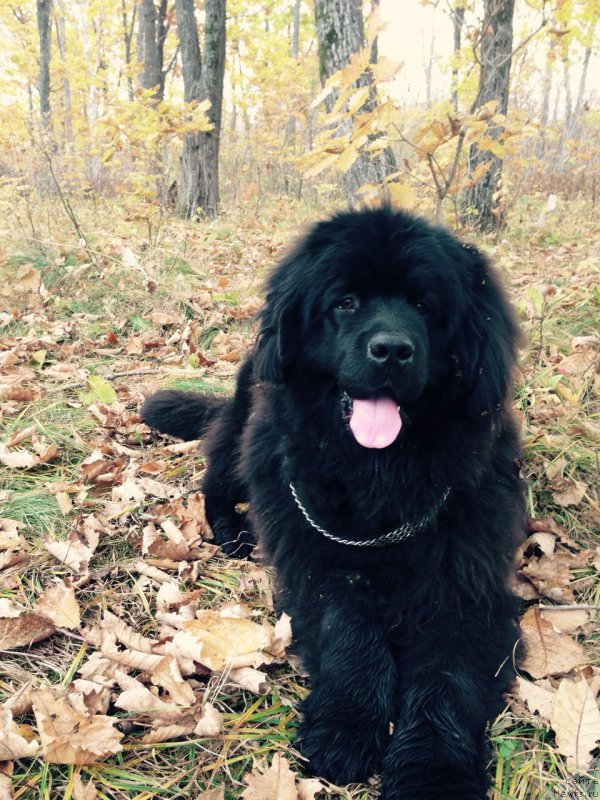 Фотография № 215763