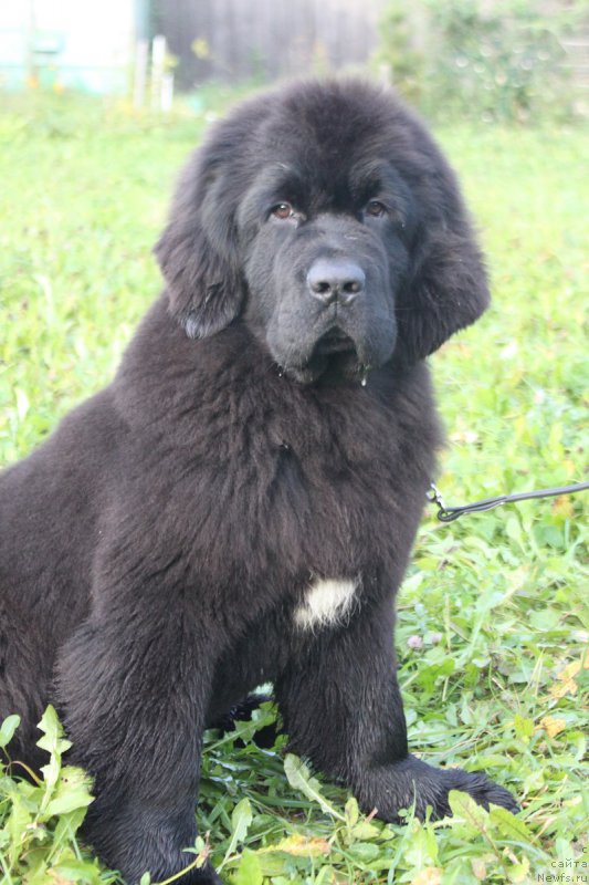 Фото: ньюфаундленд Terra Viktoriya Vodnaya Nimfa (Терра Виктория Водная Нимфа)