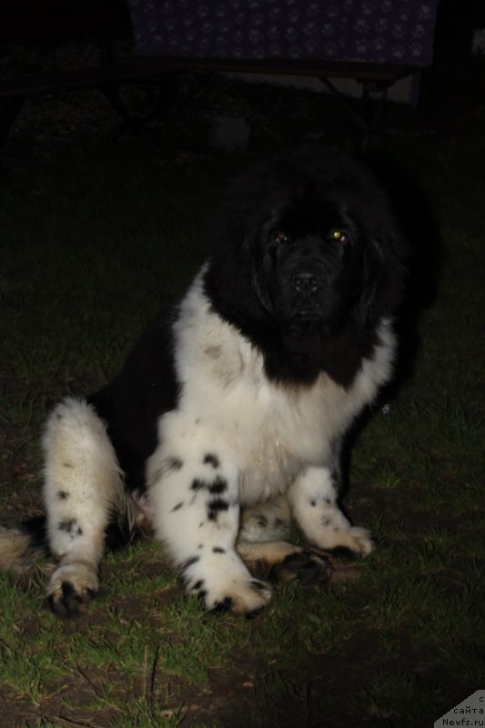 Фото: ньюфаундленд Terra Viktoriya Valentinka (Терра Виктория Валентинка)