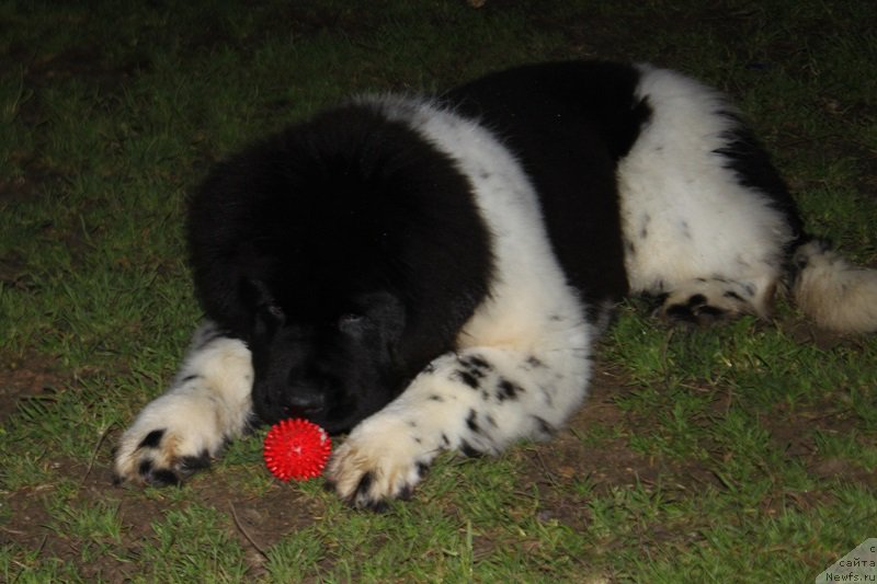 Фото: ньюфаундленд Terra Viktoriya Valentinka (Терра Виктория Валентинка)