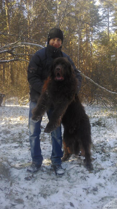 Фото: ньюфаундленд Braunblad MSK Saylas Soul Drim (Браунблад МСК Сайлас Соул Дрим)