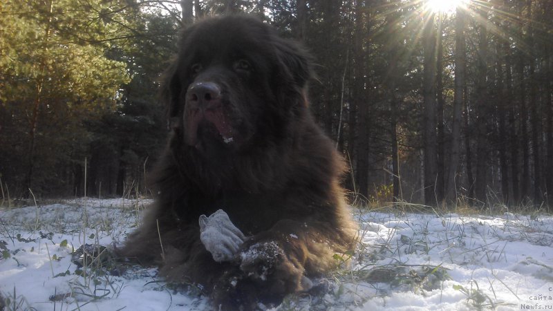 Фото: ньюфаундленд Braunblad MSK Saylas Soul Drim (Браунблад МСК Сайлас Соул Дрим)