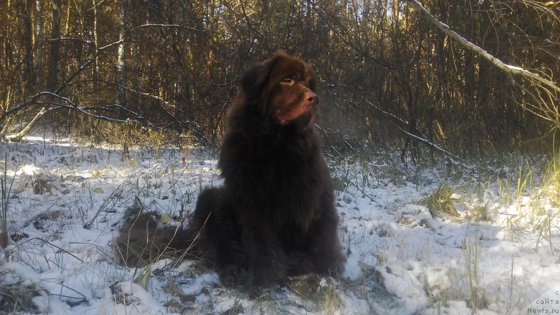 Фото: ньюфаундленд Braunblad MSK Saylas Soul Drim (Браунблад МСК Сайлас Соул Дрим)